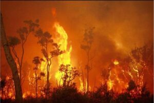 Australian Bushfire