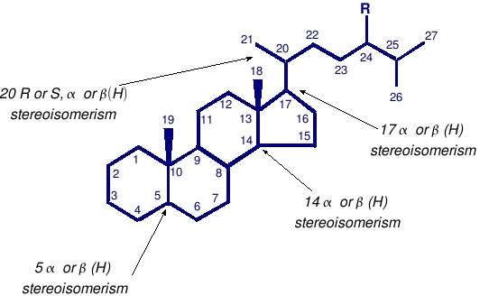 Steroids