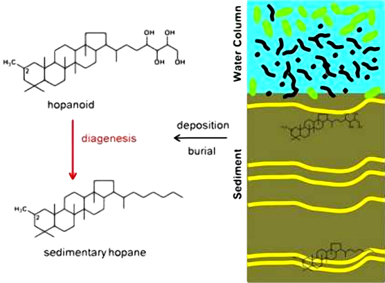 Sources of hopanoid