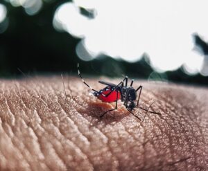 Climate change and Dengue fever
