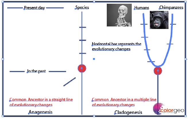 Monkey to Human Evolution