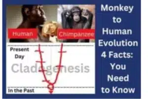 Monkey to Human Evolution