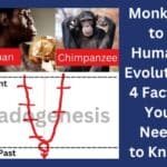 Monkey to human evolution