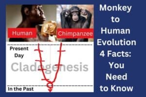 Monkey to human evolution