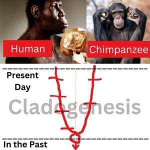 Monkey to human evolution