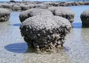 stromatolites fossils